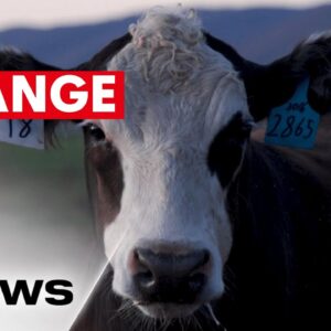 Seaweed diet for cows set to create environmentally friendly meat | 7NEWS