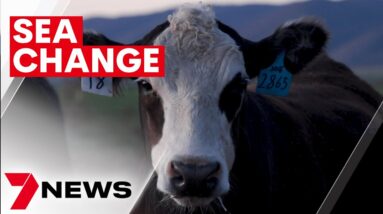 Seaweed diet for cows set to create environmentally friendly meat | 7NEWS