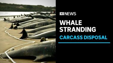 Whale carcasses towed out to sea after mass stranding on Tasmania's west coast | ABC News