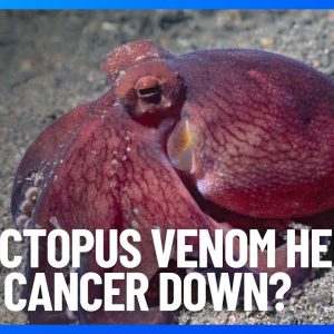 Can Octopus Venom Help Slow Cancer Down? | 10 News First