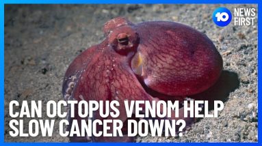 Can Octopus Venom Help Slow Cancer Down? | 10 News First