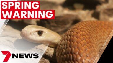 Experts urge people to take care as snake season begins | 7NEWS