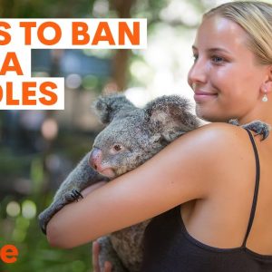 Animal activists call for ban on koala cuddles at Queensland tourist attractions | Sunrise