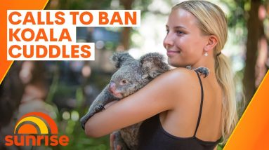 Animal activists call for ban on koala cuddles at Queensland tourist attractions | Sunrise