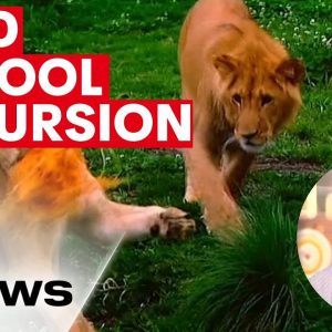 Mr Dempsey kept 30 students calm after lion escape  | 7NEWS