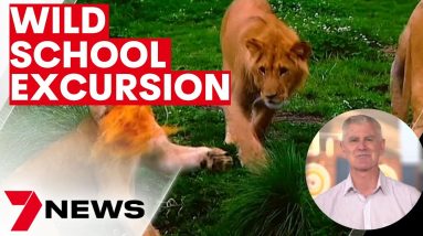 Mr Dempsey kept 30 students calm after lion escape  | 7NEWS