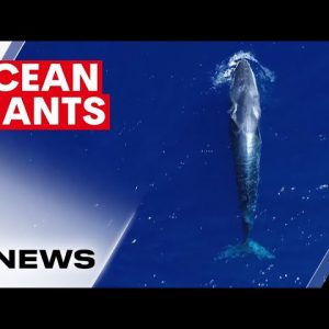 Majestic Omura's whale spotted off Great Barrier Reef | 7NEWS