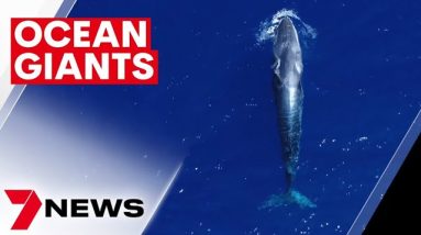 Majestic Omura's whale spotted off Great Barrier Reef | 7NEWS