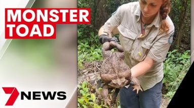 Monster 2.7kg cane toad dubbed 'Toadzilla' found near Airlie Beach in Queensland | 7NEWS