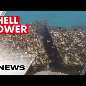 Discarded oyster shells turned into Moreton Bay reef restoration project | 7NEWS