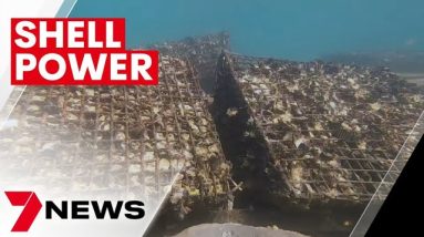 Discarded oyster shells turned into Moreton Bay reef restoration project | 7NEWS