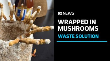 Fungi packaging could be answer to plastic problem | ABC News