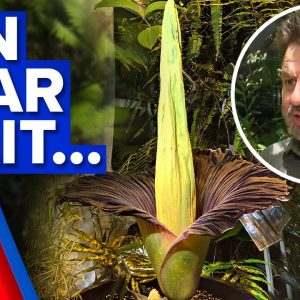 'Smells like dead, rotting animal'; Infamous corpse flower to bloom in Australia | 9 News Australia