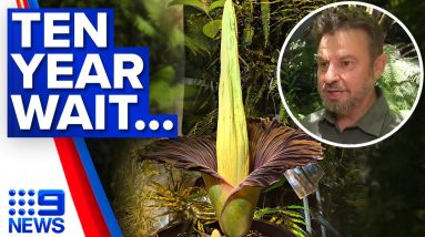 'Smells like dead, rotting animal'; Infamous corpse flower to bloom in Australia | 9 News Australia