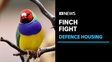 Residents devastated after minister approves project that could impact Gouldian finches | ABC News