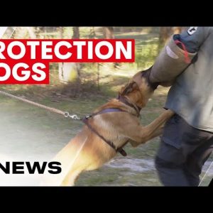 Queensland families buying protection dogs as state battles youth crime crisis | 7NEWS