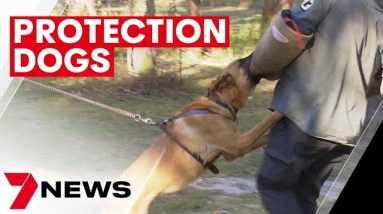 Queensland families buying protection dogs as state battles youth crime crisis | 7NEWS