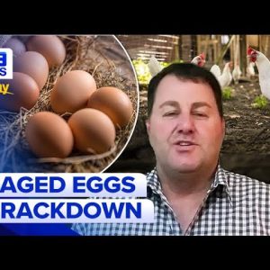 Fears price of a dozen eggs could climb as high as $15 | 9 News Australia