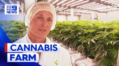 Queensland home to multi-million dollar medicinal cannabis farm | 9 News Australia