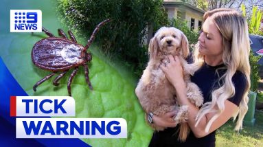 Warning for pet owners as cases of paralysis ticks increase | 9 News Australia