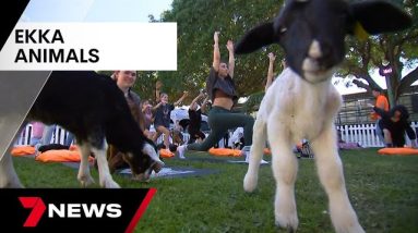 Perfect blue skies make for great second day at The Ekka  | 7NEWS