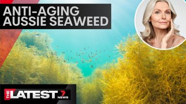 Scientists discover anti-aging qualities in Aussie Seaweed | 7 News Australia