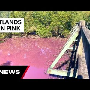 Boondall Wetlands turn bubblegum pink in what experts say is an algae bloom  | 7 News Australia