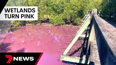 Boondall Wetlands turn bubblegum pink in what experts say is an algae bloom  | 7 News Australia