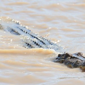 Crocodiles roaming main streets as flooding hits Far North Queensland