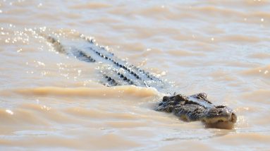 Crocodiles roaming main streets as flooding hits Far North Queensland