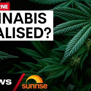 Recreational cannabis could soon be legalised in Victoria  | 7 News Australia