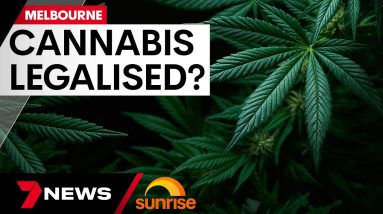 Recreational cannabis could soon be legalised in Victoria  | 7 News Australia