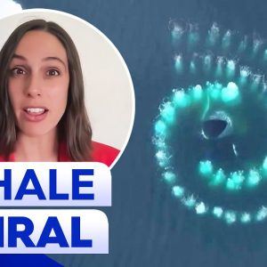 Rare footage of humpback whales creating Fibonacci spiral | 9 News Australia