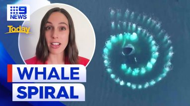 Rare footage of humpback whales creating Fibonacci spiral | 9 News Australia