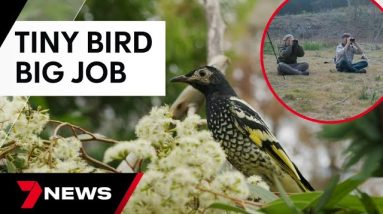 Tiny Australian bird, with a big job, making a come back | 7 News Australia