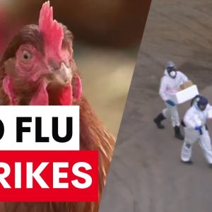 Hundreds of thousands of chickens to be put down as bird flu strikes in Victoria | 7 News Australia